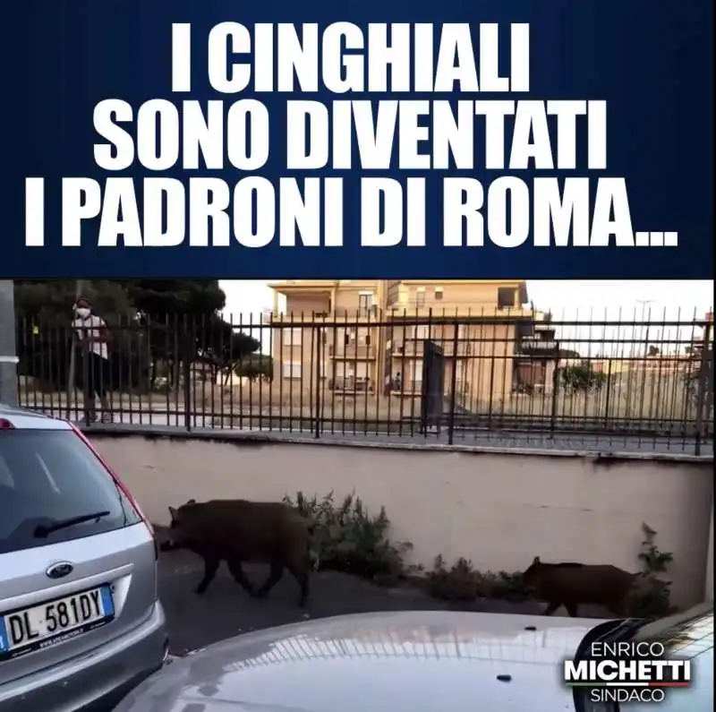 cinghiali a spasso per roma   il video di michetti 4