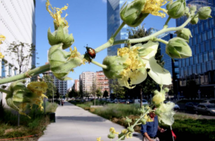 coccinella Popillia japonica milano