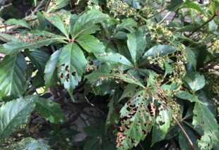 coccinella Popillia japonica milano