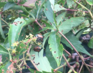 coccinella Popillia japonica milano