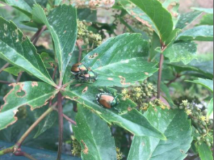 coccinella Popillia japonica milano