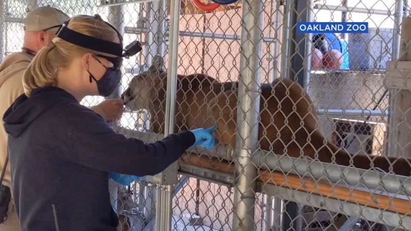 coronavirus vaccino alle tigri dello zoo di oakland 1