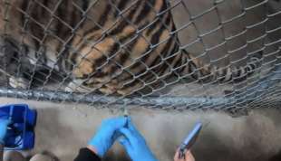 coronavirus vaccino alle tigri dello zoo di oakland 2