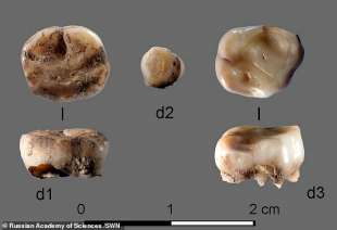 I denti da latte analizzati