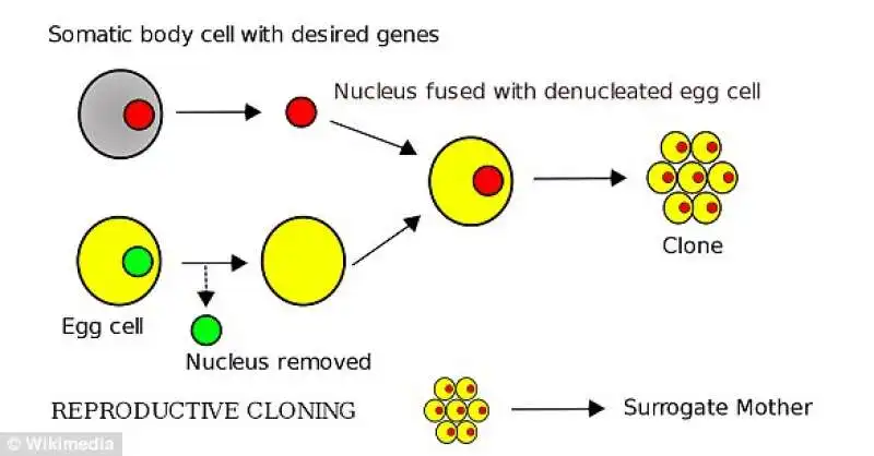 Il metodo di clonazione SCNT 2