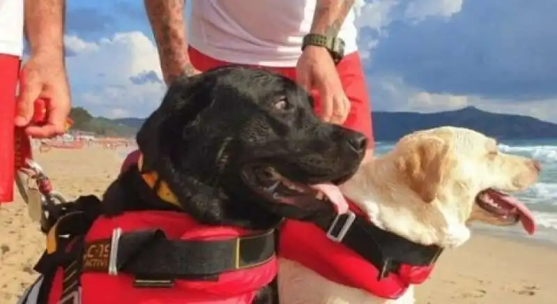 labrador eroi a palinuro 2