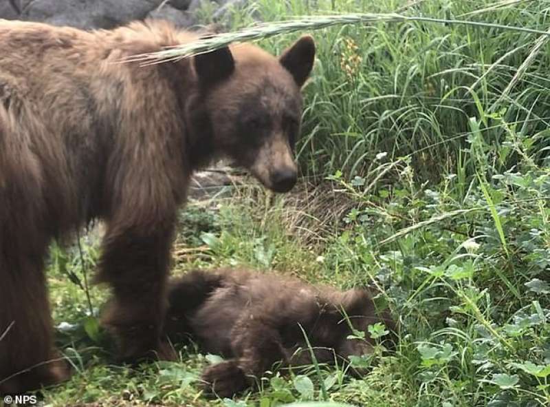 Mamma orsa e il suo cucciolo