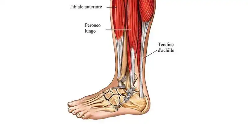 tendine d achille