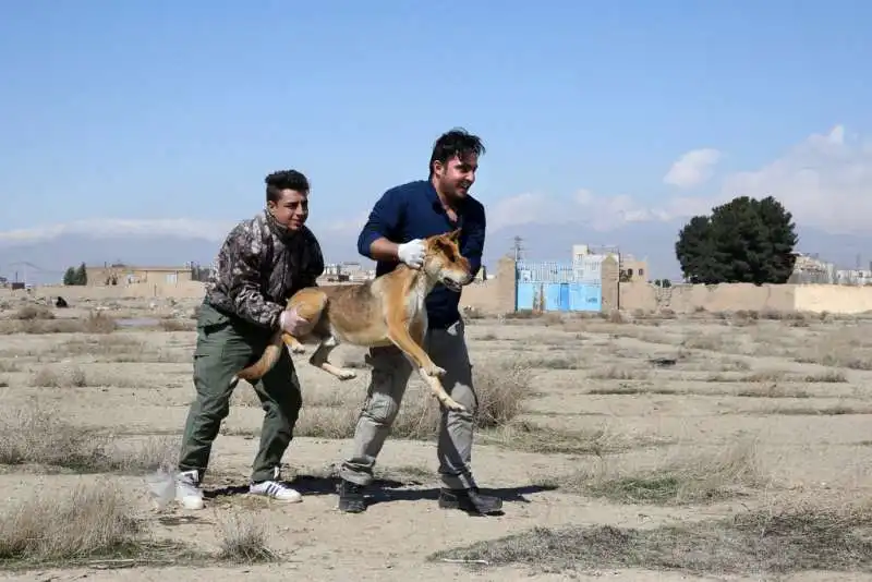 ANIMALI DOMESTICI IN IRAN 