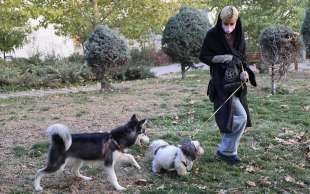 ANIMALI DOMESTICI IN IRAN