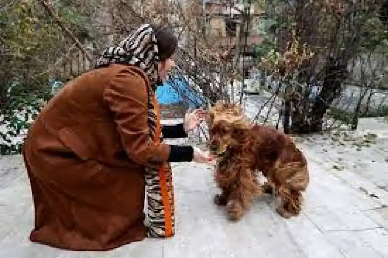 ANIMALI DOMESTICI IN IRAN 