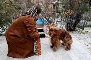 ANIMALI DOMESTICI IN IRAN