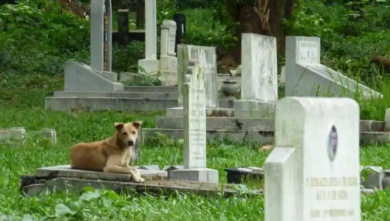 CANE SULLA TOMBA DEL PADRONE 