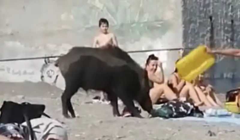 cinghiale in spiaggia a sturla