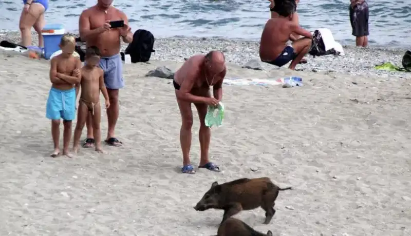 cinghiali in spiaggia 1