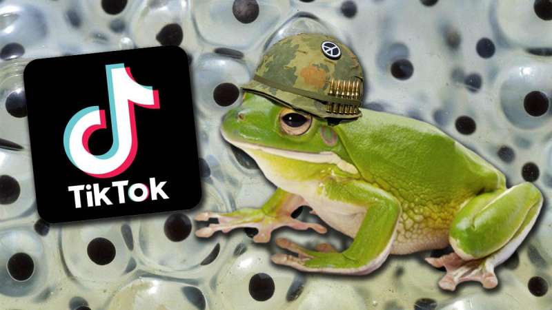 esercito di rane tiktok 3