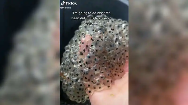 esercito di rane tiktok 5