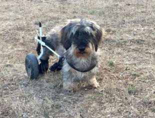 il cane ciro di fabrizio roncone