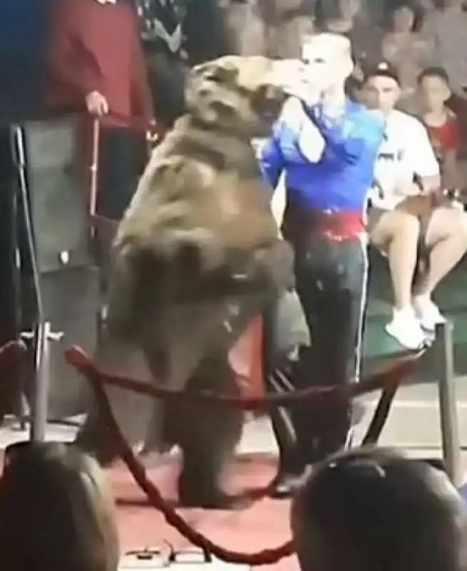 orso attacca addestratore in un circo in russia 1