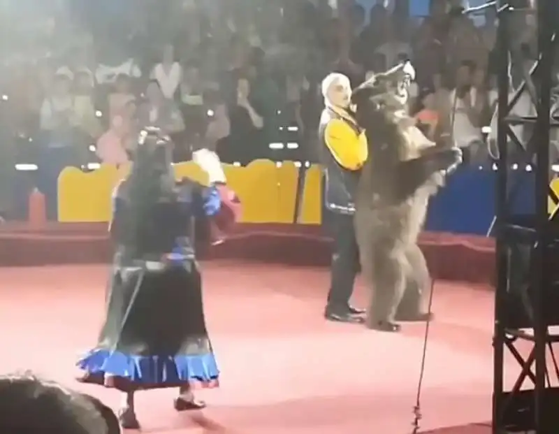 orso attacca addestratore in un circo in russia 7