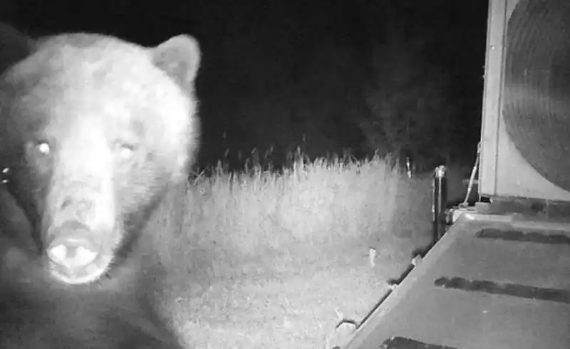 orso grizzly in montana