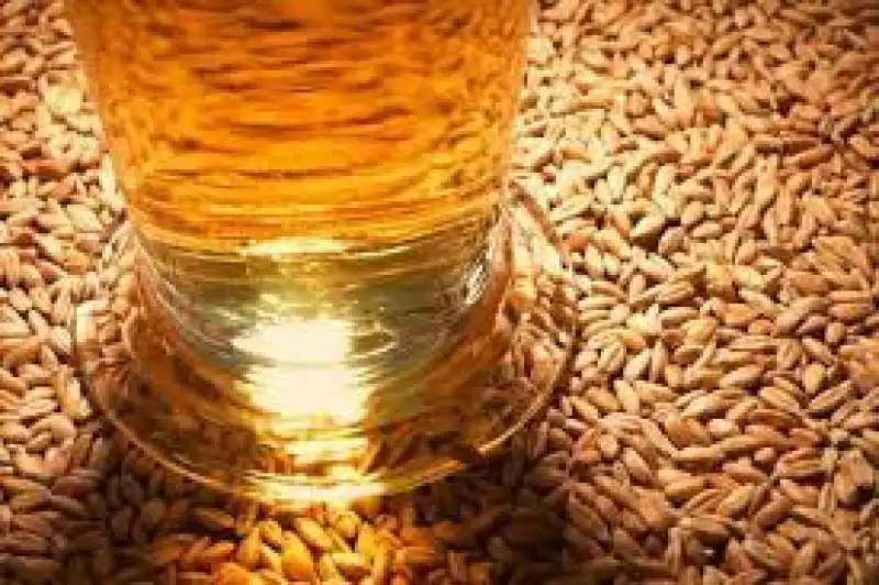 ORZO PER LA PRODUZIONE DEL MALTO DA BIRRA 