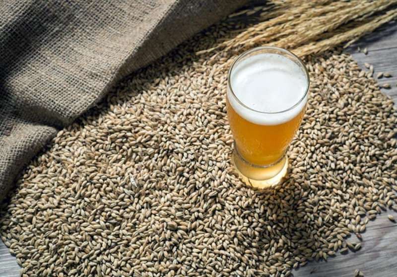 ORZO PER LA PRODUZIONE DEL MALTO DA BIRRA