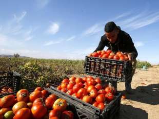 RACCOLTA DI POMODORI