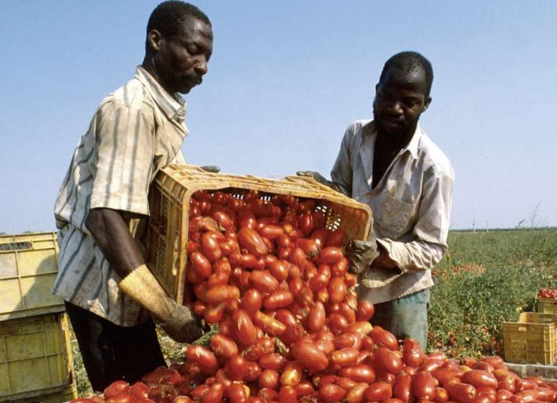 RACCOLTA DI POMODORI