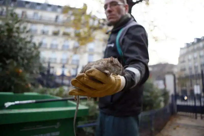 ratti a parigi 9