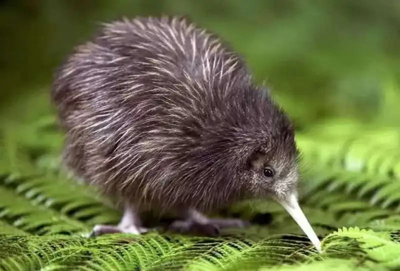 uccello kiwi 1