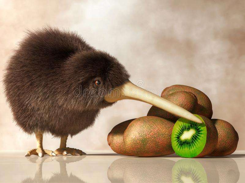 uccello kiwi 2