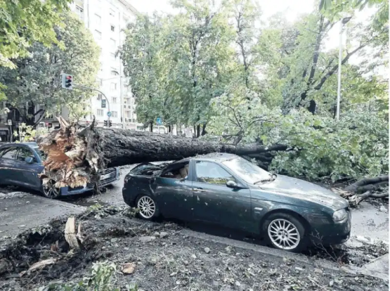 albero caduto a milano