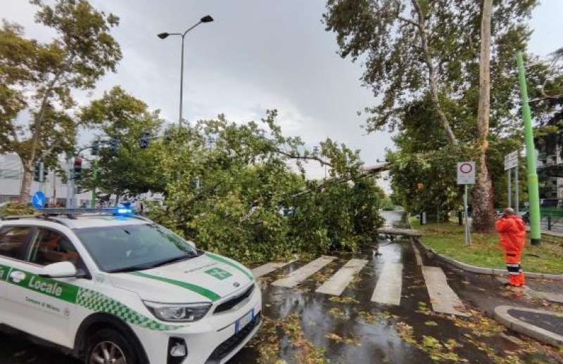 albero caduto in via fulvio testi a milano