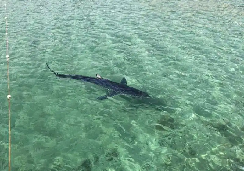 AVVISTAMENTI SQUALI IN SICILIA 