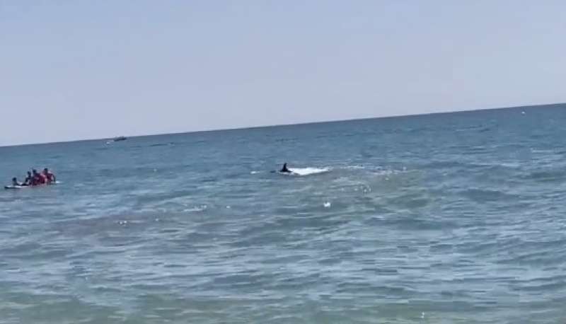 AVVISTAMENTO ORCA IN ANDALUSIA