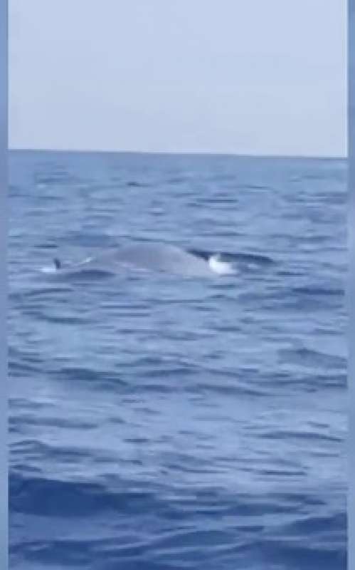 BALENA AVVISTATA AL LARGO TRA TERRACINA E PONZA