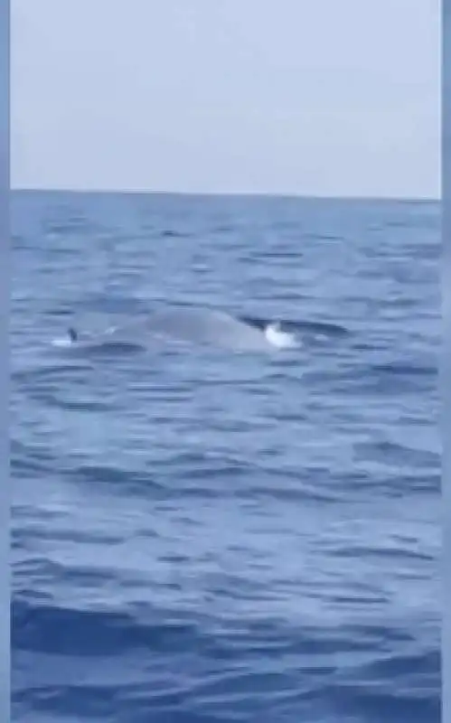 BALENA AVVISTATA AL LARGO TRA TERRACINA E PONZA 