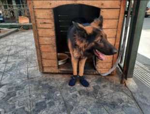 CANE CON CALZINI PER EVITARE USTIONI