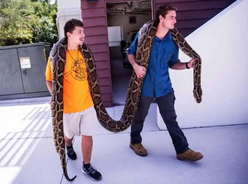 CATTURATO IN FLORIDA UN PITONE BIRMANO LUNGO QUASI 6 METRI 