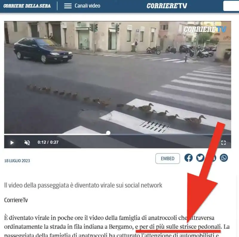 corriere tv, anatroccoli attraversano la strada 