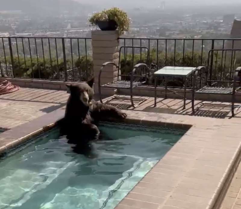 orso fa il bagno in una jacuzzi a burbank california 1