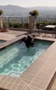 orso fa il bagno in una jacuzzi a burbank california 2