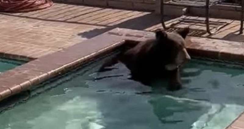 orso fa il bagno in una jacuzzi a burbank california 4