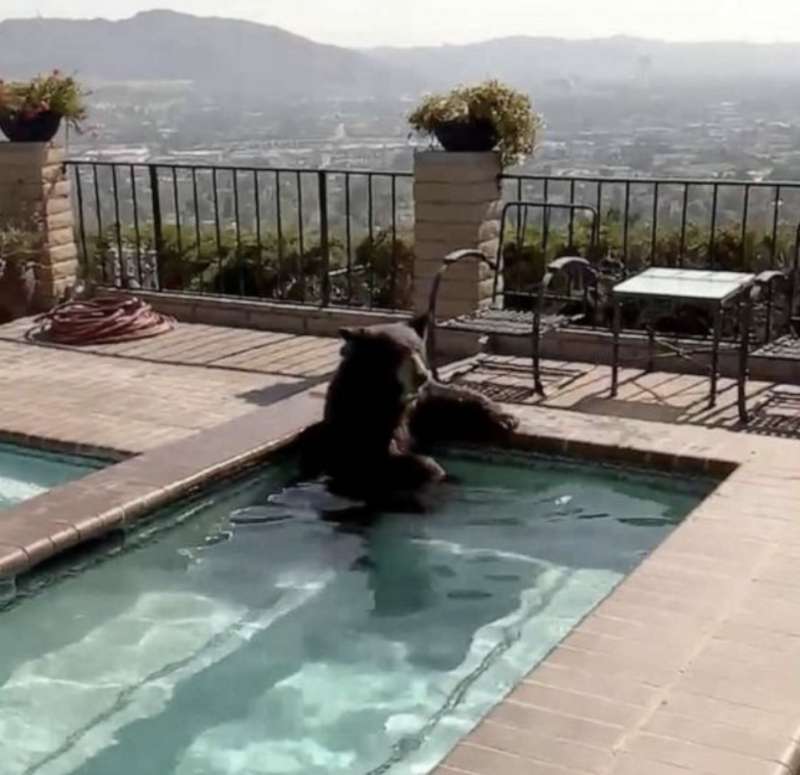 orso fa il bagno in una jacuzzi a burbank california 5