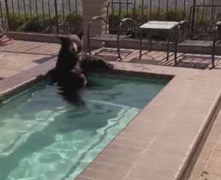 orso fa il bagno in una jacuzzi a burbank california 6