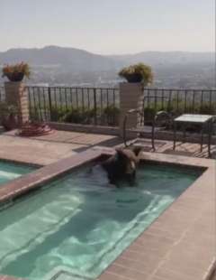 orso fa il bagno in una jacuzzi a burbank california 7