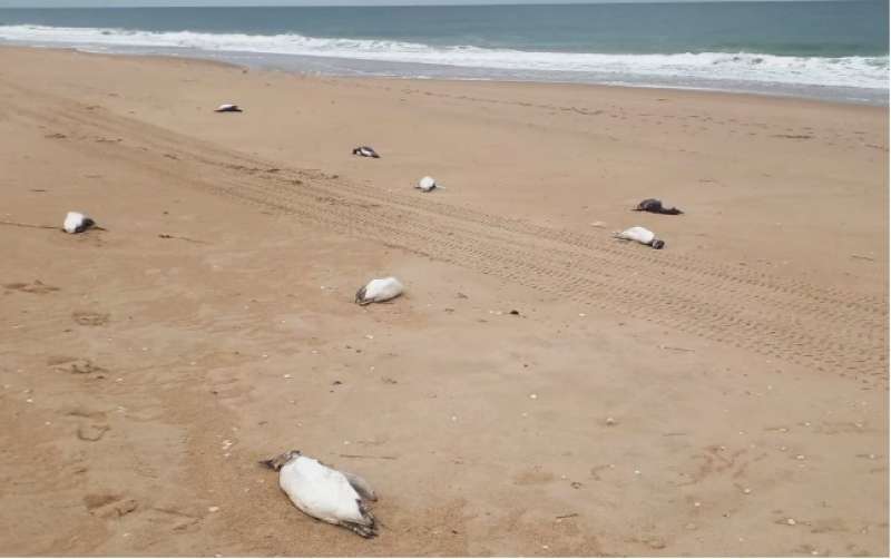 pinguini morti sulla spiaggia di la paloma in uruguay 1