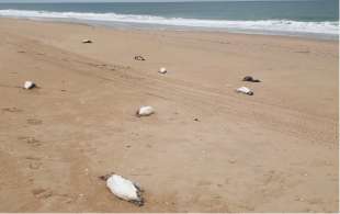 pinguini morti sulla spiaggia di la paloma in uruguay 1