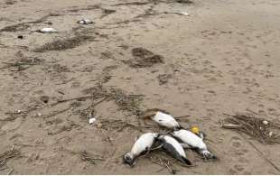 pinguini morti sulla spiaggia di la paloma in uruguay